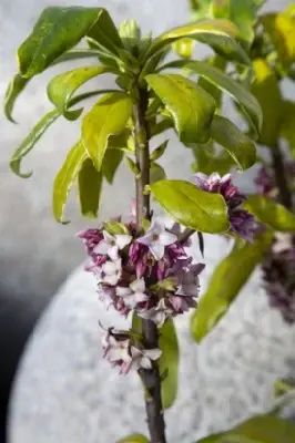 DAPHNE odora 'Aureomarginata' - image 2