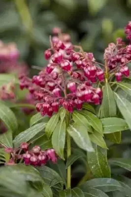 PIERIS japonica 'Passion'