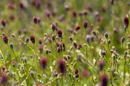 SANGUISORBA 'Tanna' - image 2