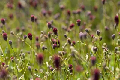 SANGUISORBA 'Tanna' - image 2