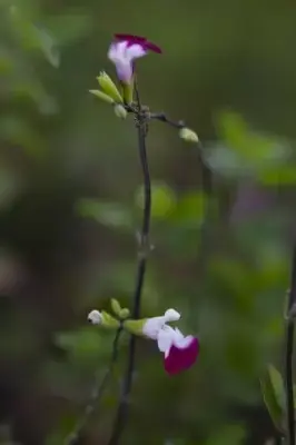 SALVIA 'Cherry Lips'