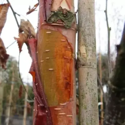 BETULA albosinensis 'Fascination'