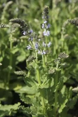 SALVIA nemorosa 'Crystal Blue' - image 2