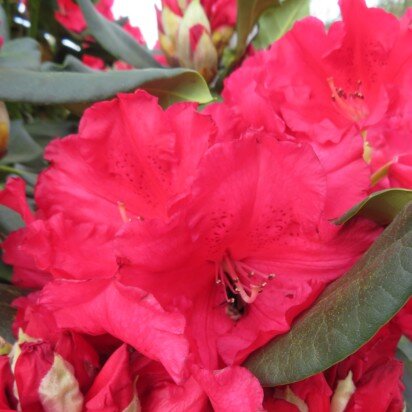 RHODODENDRON 'Markeeta's Prize' - image 2