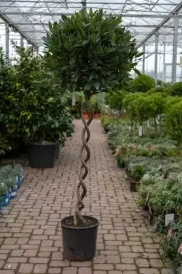 LAURUS nobilis Double Spiral Stems - image 2