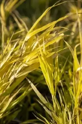 HAKONECHLOA macra 'Sunflare' - image 2