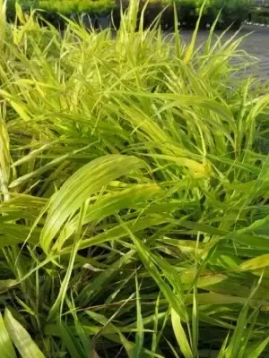 HAKONECHLOA macra 'Sunflare' - image 3