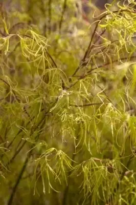 ACER palmatum 'Koto-No-Ito' - image 2