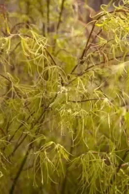 ACER palmatum 'Koto-No-Ito' - image 3
