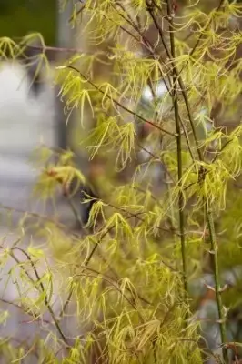ACER palmatum 'Koto-No-Ito' - image 4