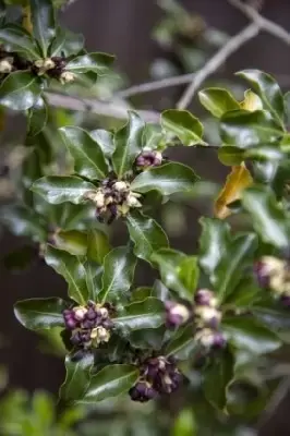 PITTOSPORUM 'Arundel Green' - image 2