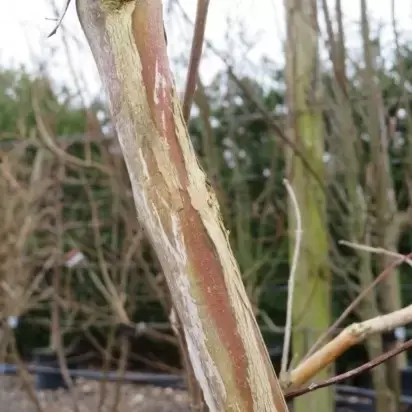 HEPTACODIUM miconioides - image 1