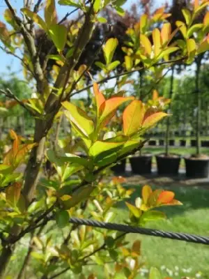 LAGERSTROEMIA 'Tuscarora' - image 2