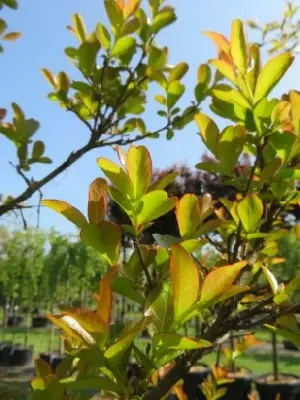 LAGERSTROEMIA 'Tuscarora' - image 3