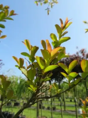 LAGERSTROEMIA 'Tuscarora' - image 4