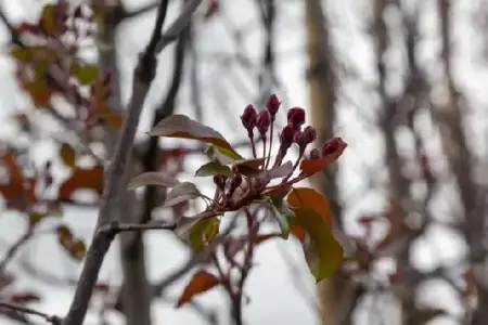 MALUS 'Red Splendor' - image 2