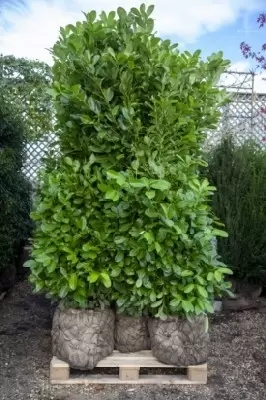 PRUNUS laurocerasus 'Rotundifolia' - image 2