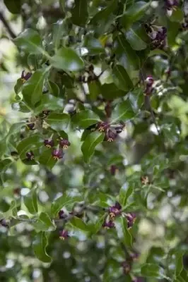 PITTOSPORUM tenuifolium - image 2