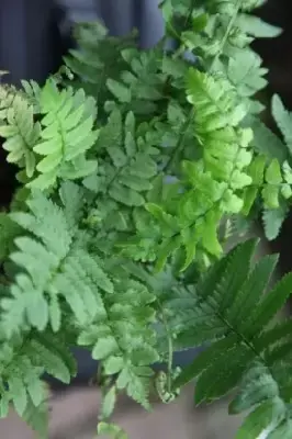 DRYOPTERIS atrata - image 2