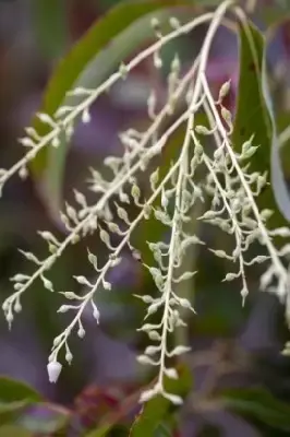 OXYDENDRUM arboreum - image 2