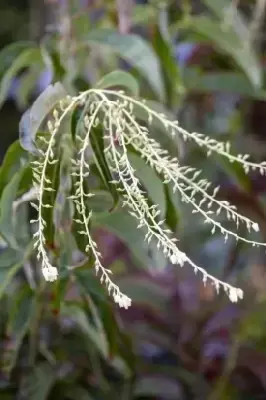 OXYDENDRUM arboreum - image 3