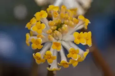 EDGEWORTHIA chrysantha 'Grandiflora' - image 6