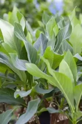 EDGEWORTHIA chrysantha 'Grandiflora' - image 1