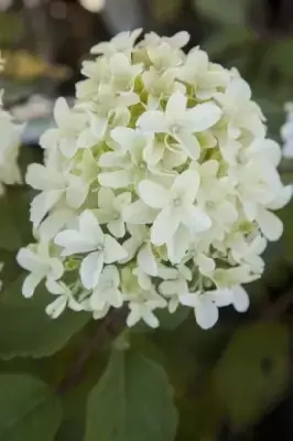 HYDRANGEA paniculata 'Skyfall' - image 2