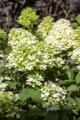 HYDRANGEA paniculata 'Skyfall' - image 3