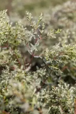 EUCALYPTUS gunnii 'France Bleu' - image 3