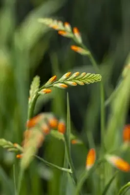 CROCOSMIA x crocosmiiflora 'George Davison' - image 2