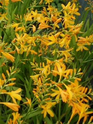 CROCOSMIA x crocosmiiflora 'George Davison' - image 3