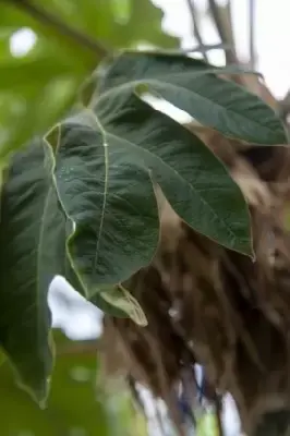 TETRAPANAX papyrifer - image 2