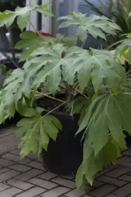 TETRAPANAX papyrifer - image 4