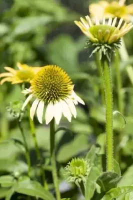 ECHINACEA purpurea 'Mellow Yellows' - image 2