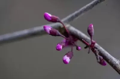 CERCIS canadensis 'Merlot'