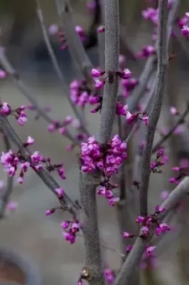 CERCIS canadensis 'Merlot' - image 2