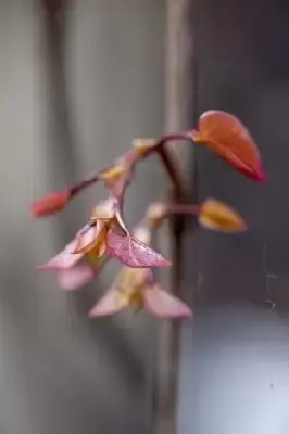 CERCIS canadensis 'Merlot' - image 3