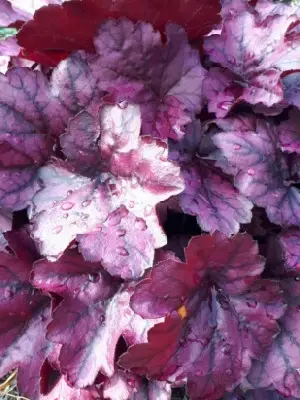 HEUCHERA 'Wild Rose' - image 2