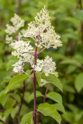 HYDRANGEA paniculata 'Vanille Fraise' - image 4