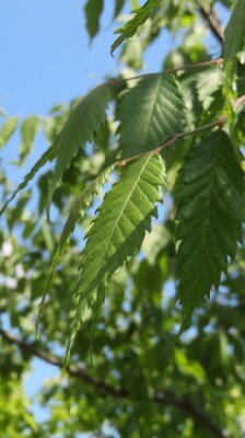 ZELKOVA serrata - image 2