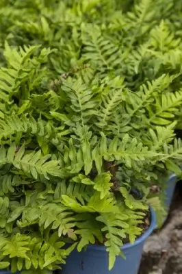 POLYPODIUM vulgare