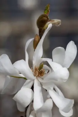 MAGNOLIA stellata - image 2