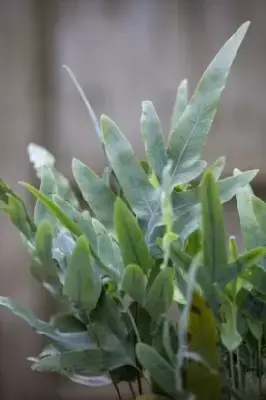 PHLEBODIUM aureum 'Blue Star' - image 4