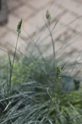 FESTUCA glauca 'Intense Blue' - image 2