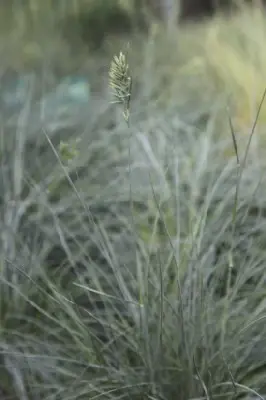 FESTUCA glauca 'Intense Blue' - image 3