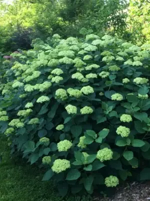 HYDRANGEA arborescens 'Lime Rickey' - image 3