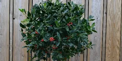 ILEX 'Nellie R. Stevens' - image 2