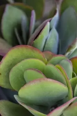 KALANCHOE thyrsiflora - image 3