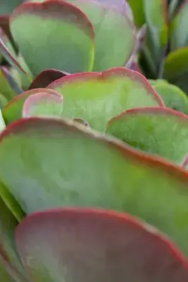 KALANCHOE thyrsiflora - image 4